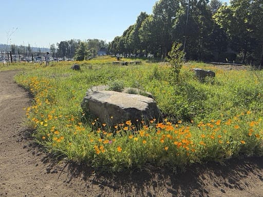 Newly planted meadows in the Tomahawk bay uplands